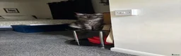 Maine Coon cats for sale: TICA Russian XL Maine Coon Female 🖤 - Advert 11