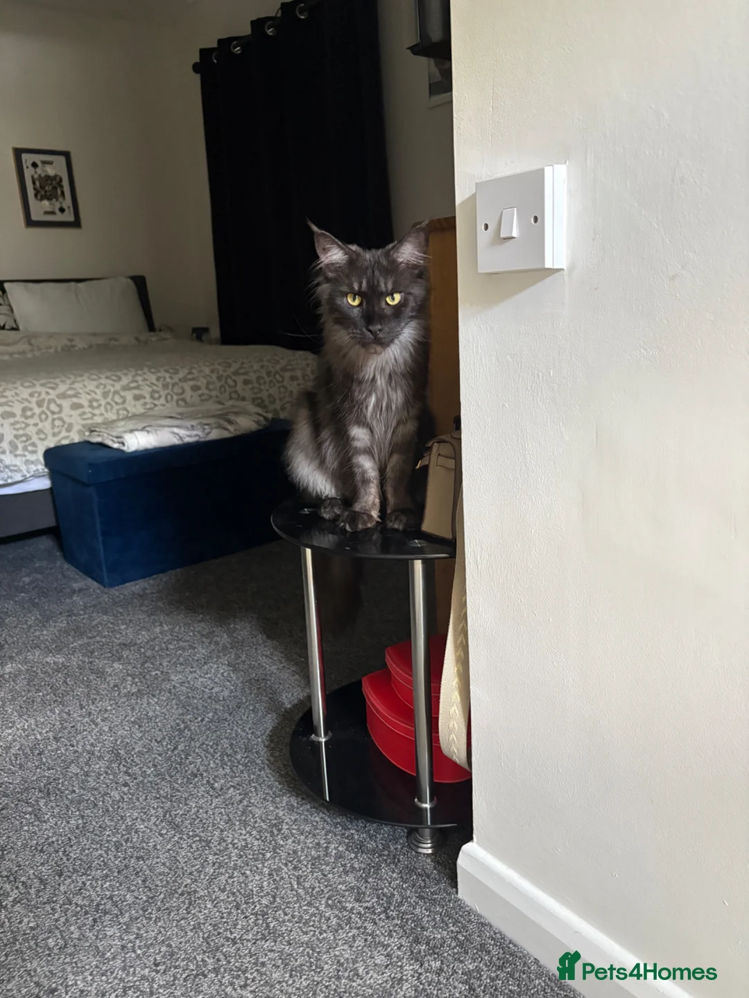 Maine Coon cats for sale: TICA Russian XL Maine Coon Female 🖤 - Advert 11