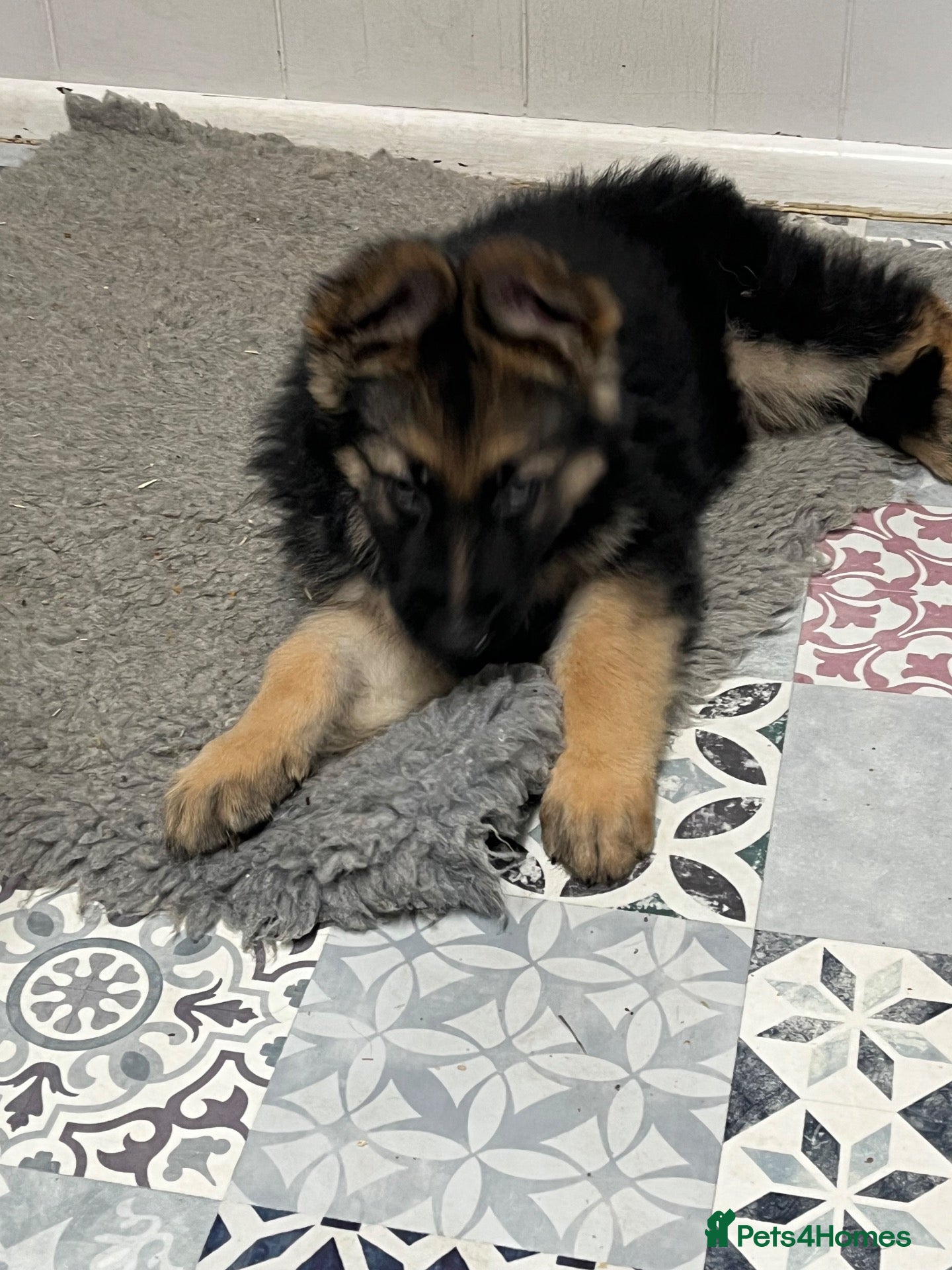 German Shepherd dogs for sale: Pure German Shepherd puppies  - Advert 1