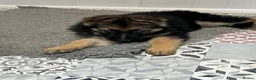 German Shepherd dogs for sale: Pure German Shepherd puppies  - Advert 1
