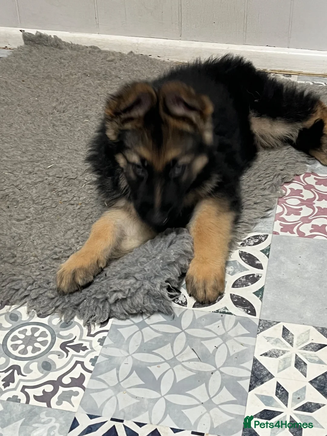 German Shepherd dogs for sale: Pure German Shepherd puppies  - Advert 1