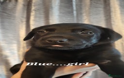 Labrador Retriever dogs for sale: KC LABRADORS - Image 14