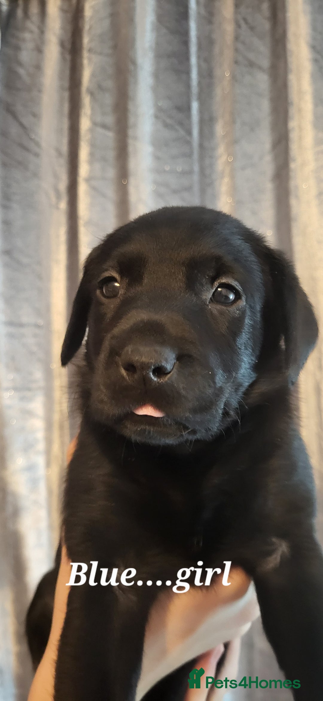 Labrador Retriever dogs for sale: KC LABRADORS - Image 14