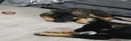 German Shepherd dogs for sale: Beautiful kc german shepherd babies - Advert 3