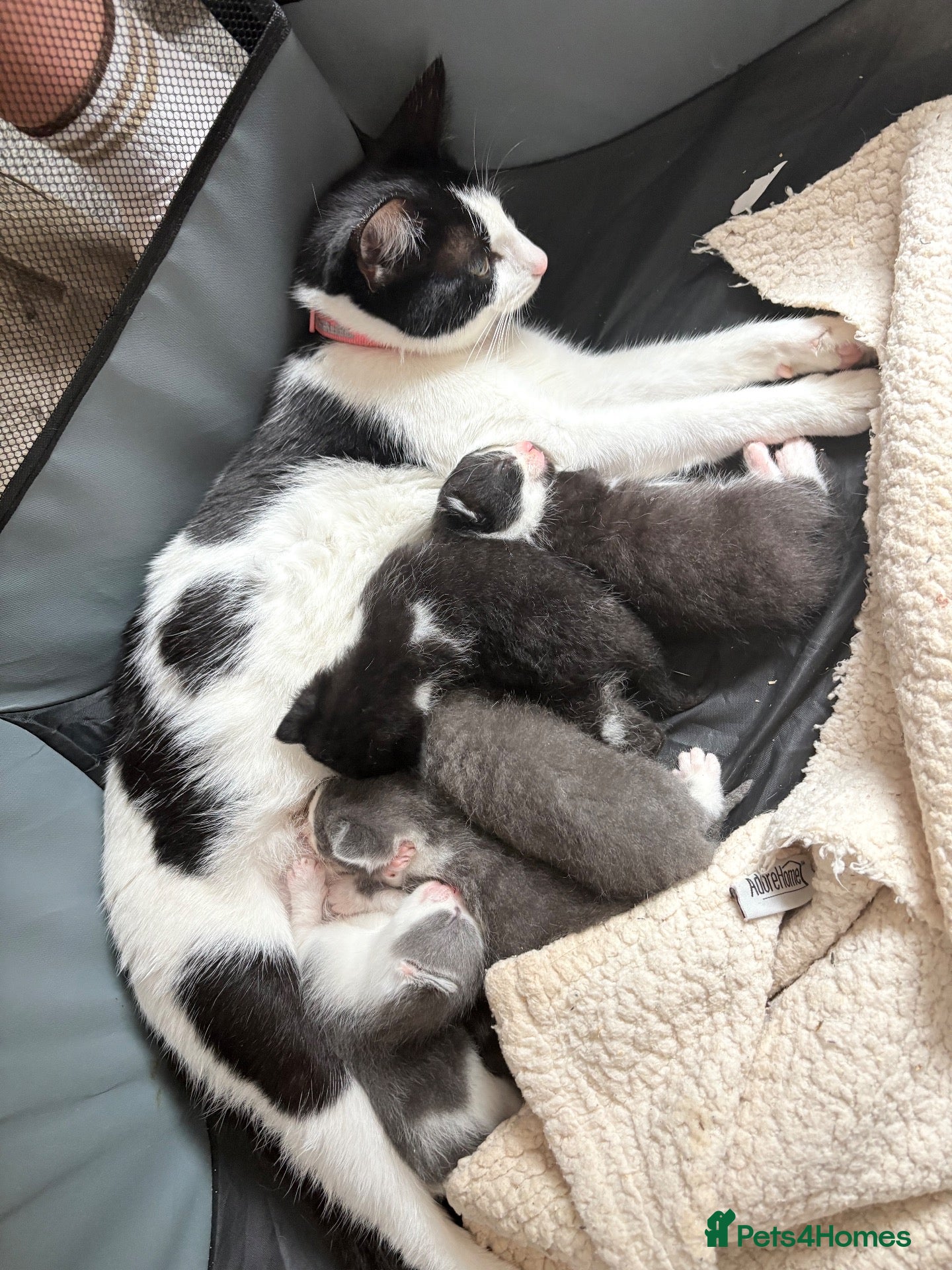 Mixed Breed cats Beautiful kittens for sale  - Advert 1