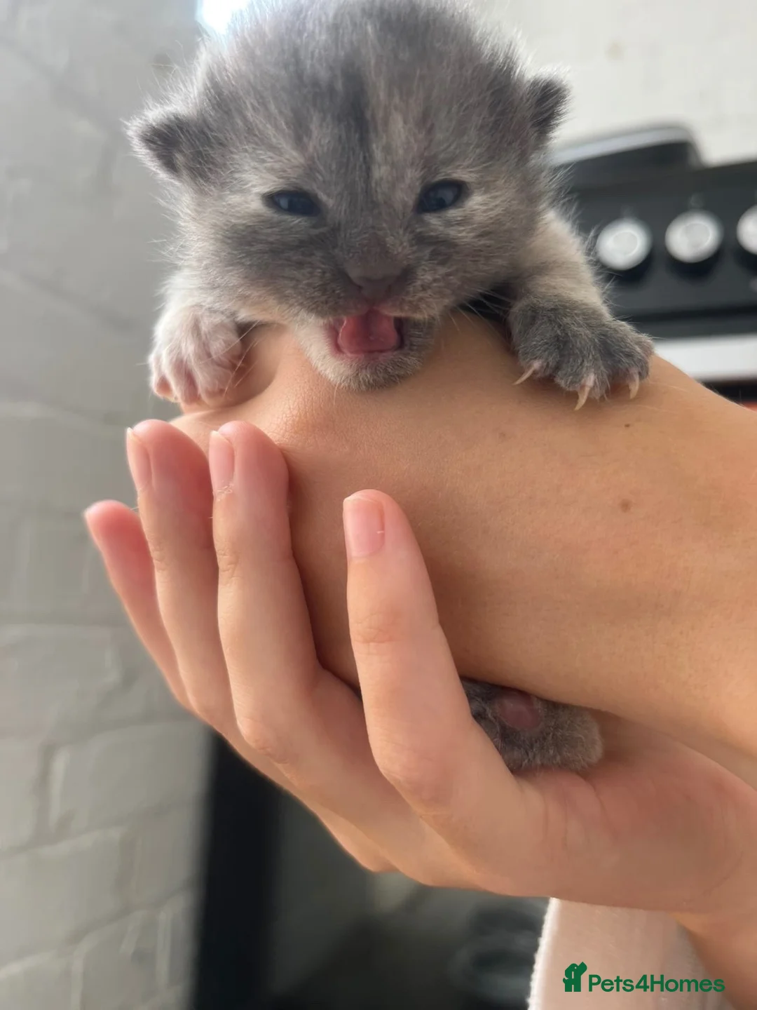 Mixed Breed cats for sale: Kittens  - Advert 2