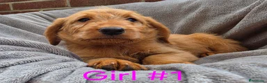Labradoodle 4