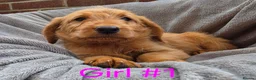 Labradoodle dogs for sale: F1 labradoodles - Advert 5