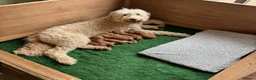 Goldendoodle dogs for sale: 🤎🐶STANDARD GOLDEN/DOUBLEDOODLE PUPPIES🐶🤎 - Advert 4
