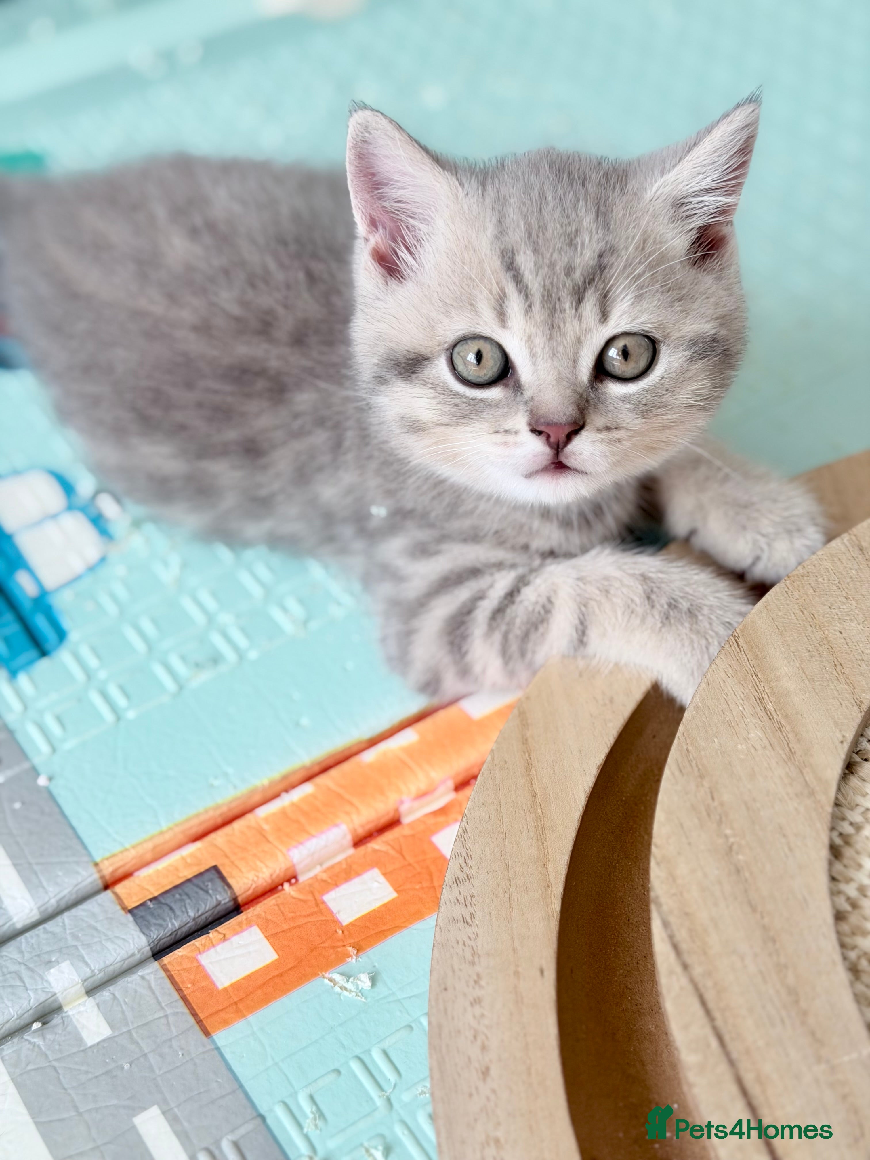 Scottish Fold cats Full Pedigree Beautiful Scottish Fold Kittens tica - Advert 2