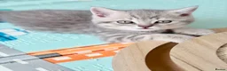 Scottish Fold cats for sale: Full Pedigree Beautiful Scottish Fold Kittens tica - Advert 19