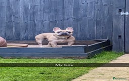 French Bulldog dogs for stud: Frenchie for Stud pure breed with papers - Image 5