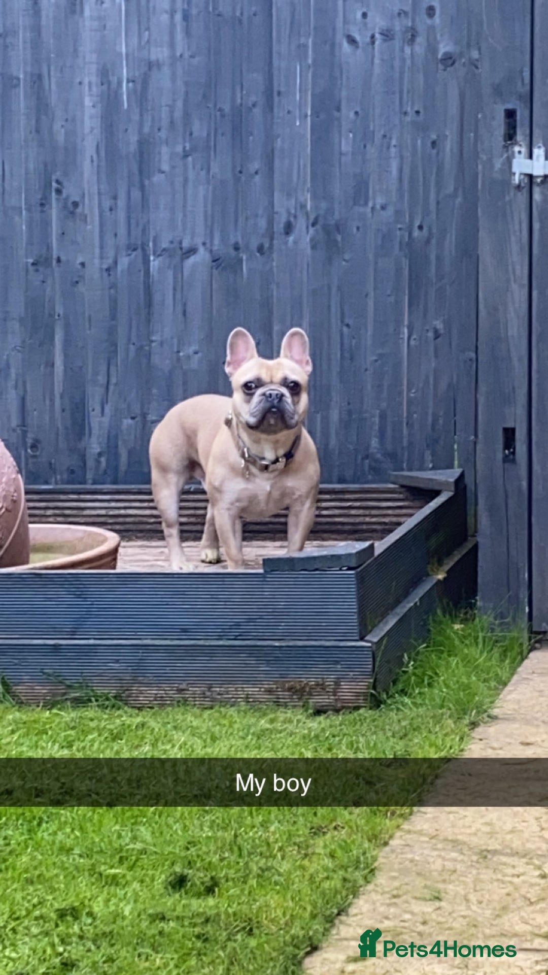 French Bulldog dogs for stud: Frenchie for Stud pure breed with papers - Image 5