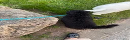 Cavapoo dogs for sale: 5 month Black Cavapoo - REHOME to GREAT home only - Advert 4