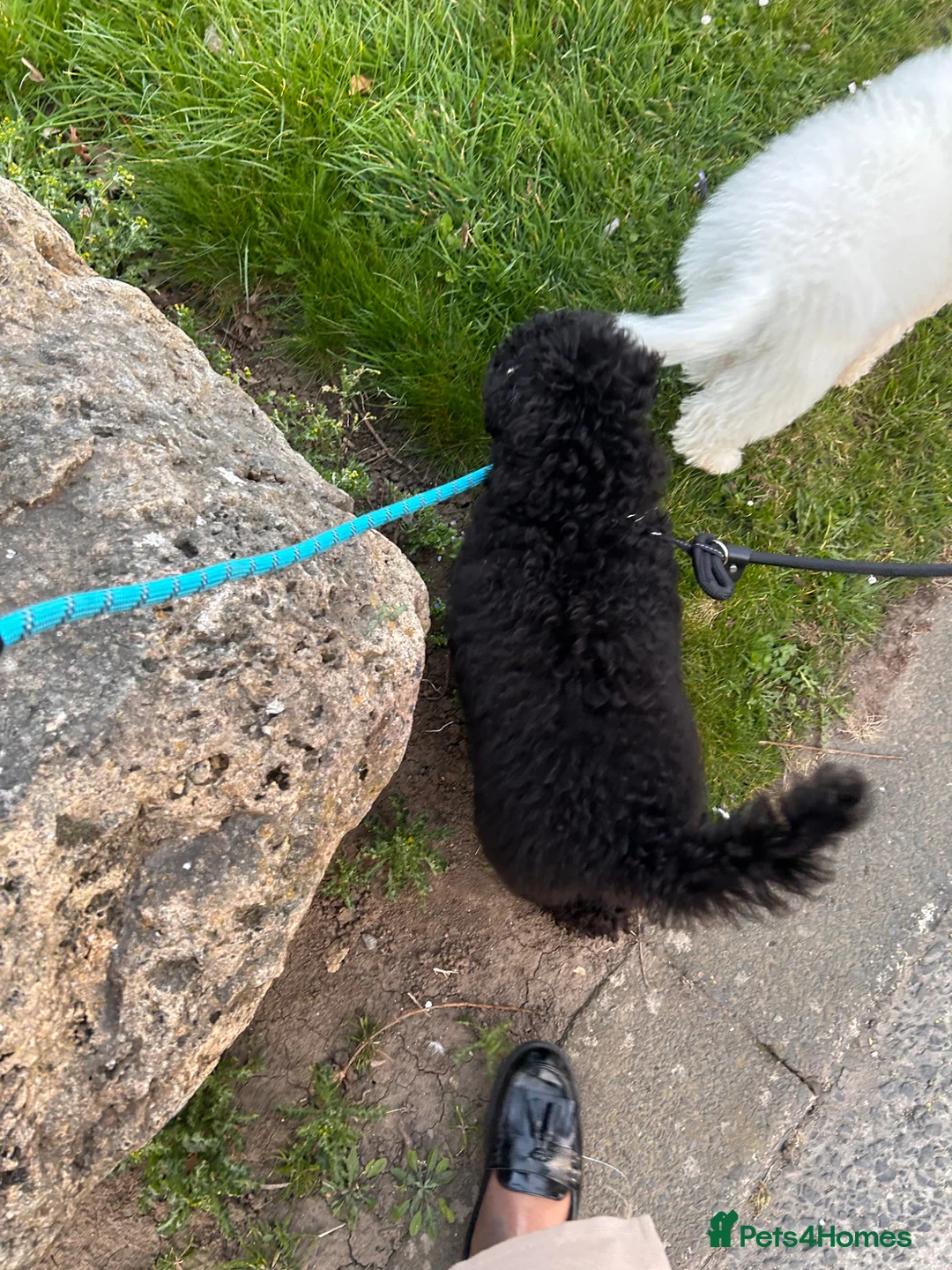 Cavapoo dogs for sale: 5 month Black Cavapoo - REHOME to GREAT home only - Advert 4