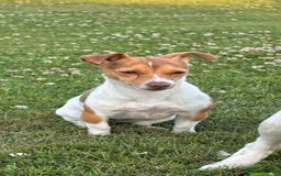 Jackapoo dogs for sale: Jackapoo puppies for sale !! - Image 3