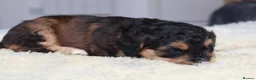 Cockapoo dogs for sale: ELITE COCKAPOOS HAVE 2 F1 COCKAPOO PUPS AVAILABLE - Advert 22