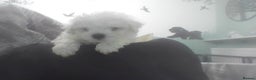 Bichon Frise dogs for sale: KC. REG BICHON FRISE PUPS - Advert 16