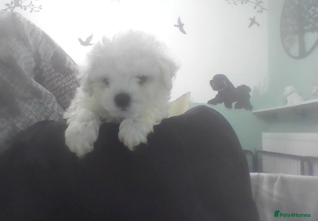 Bichon Frise dogs for sale: KC. REG BICHON FRISE PUPS - Advert 16