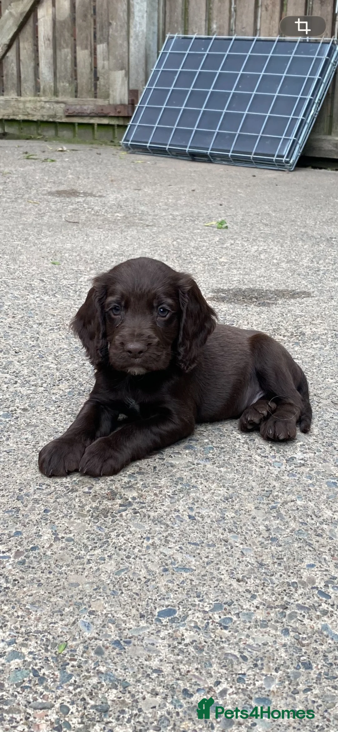 Cocker Spaniel dogs for sale: cocker spaniel pups  in Carlisle - Advert 10