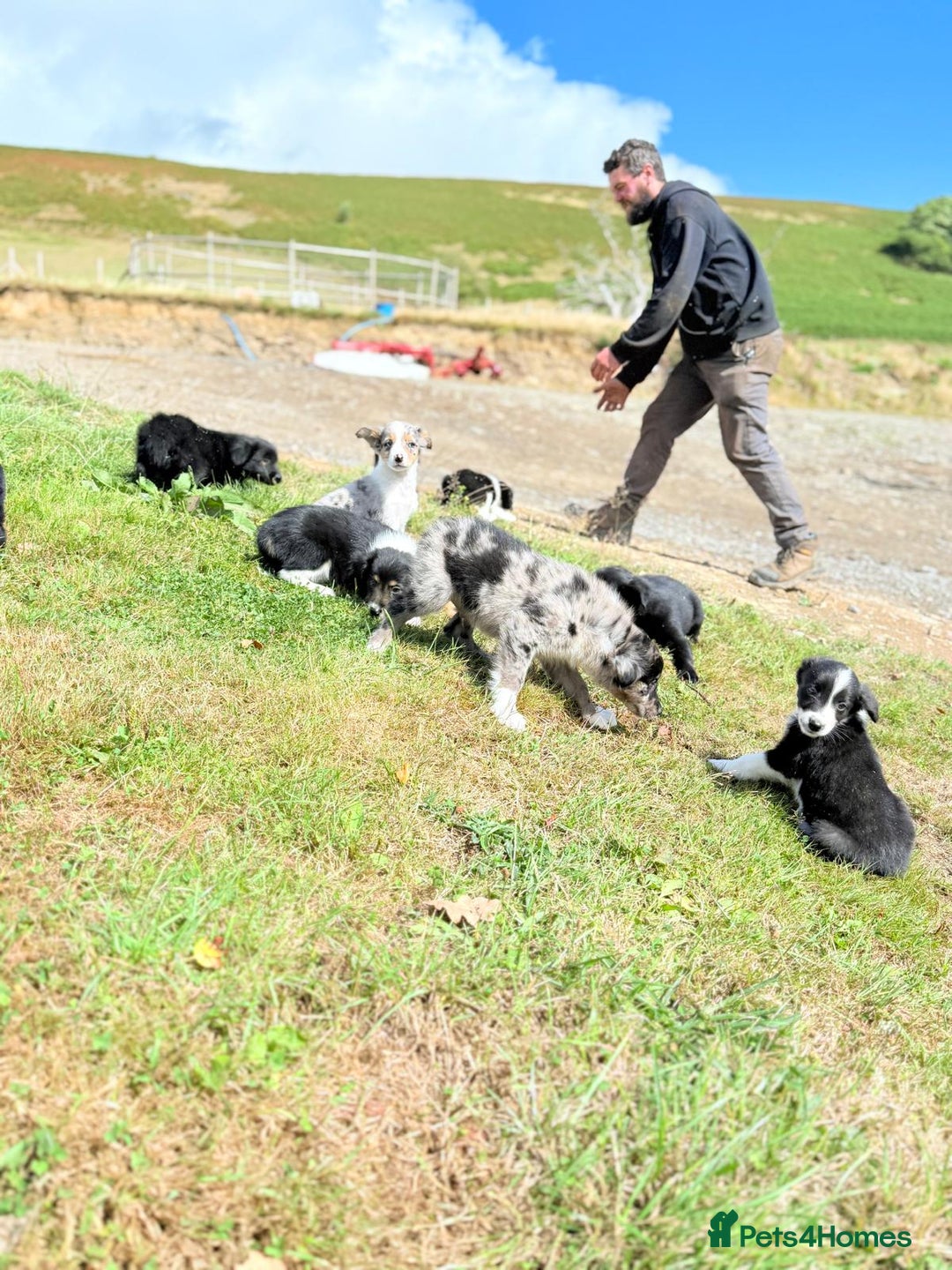 Border Collie dogs for sale: Beautiful border collie puppies  - Image 15