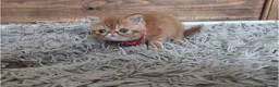 Persian cats for sale: 🐾 Beautiful Persian Kittens 🐾 - Advert 22