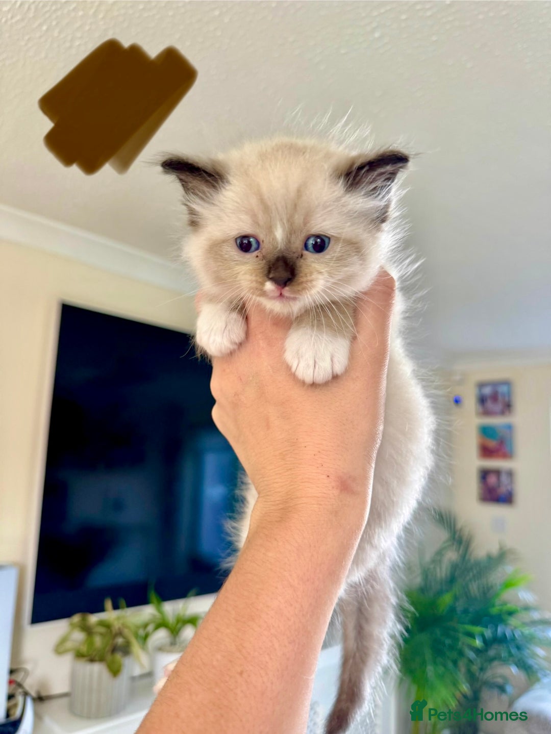 Ragdoll cats for sale:  ragdoll kittens  - Image 6