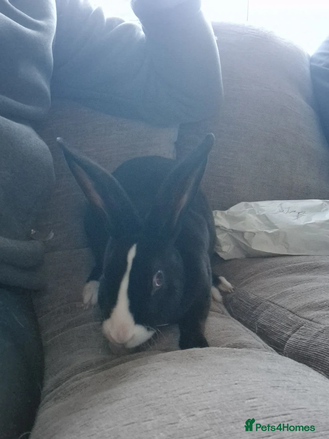 Mixed Breed rabbits for sale: Two bonded girls for sale  - Advert 4