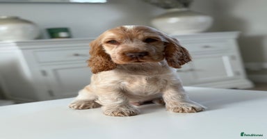 Cocker Spaniel dogs - Advert 10