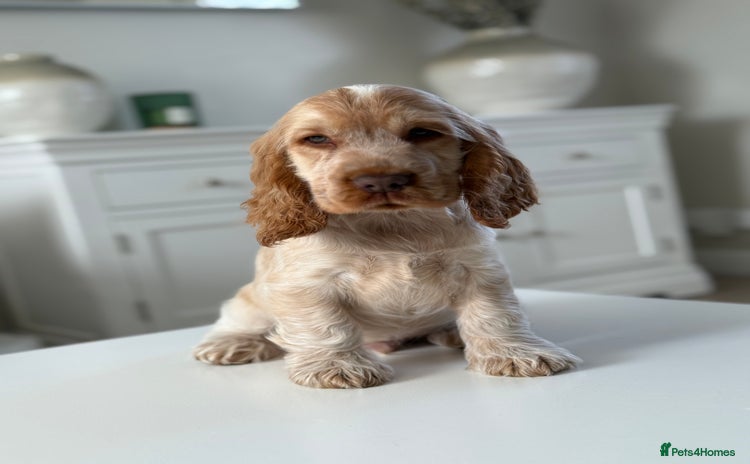 Cocker Spaniel dogs - Advert 6