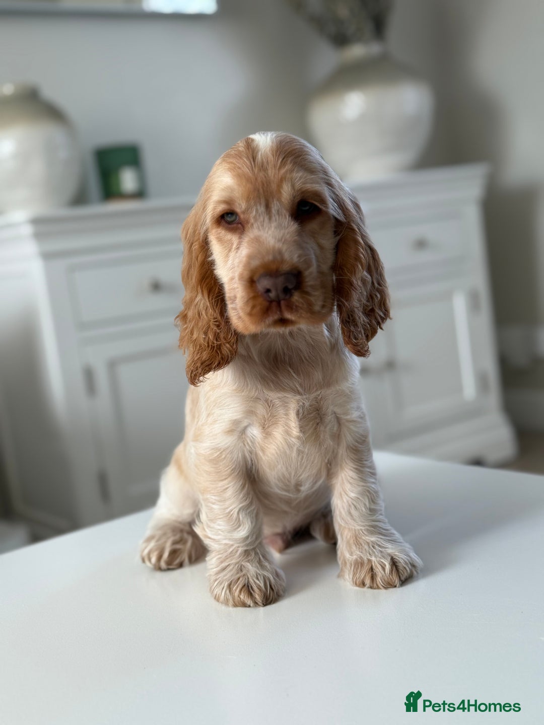 Cocker Spaniel dogs for sale: Show type cocker spaniels 🐶 ready now 🐶 - Image 2