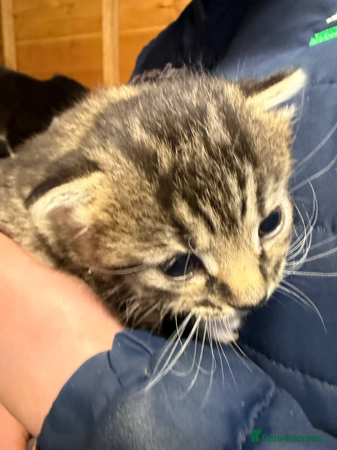 Mixed Breed cats for sale: Kittens  in Bordon - Advert 8