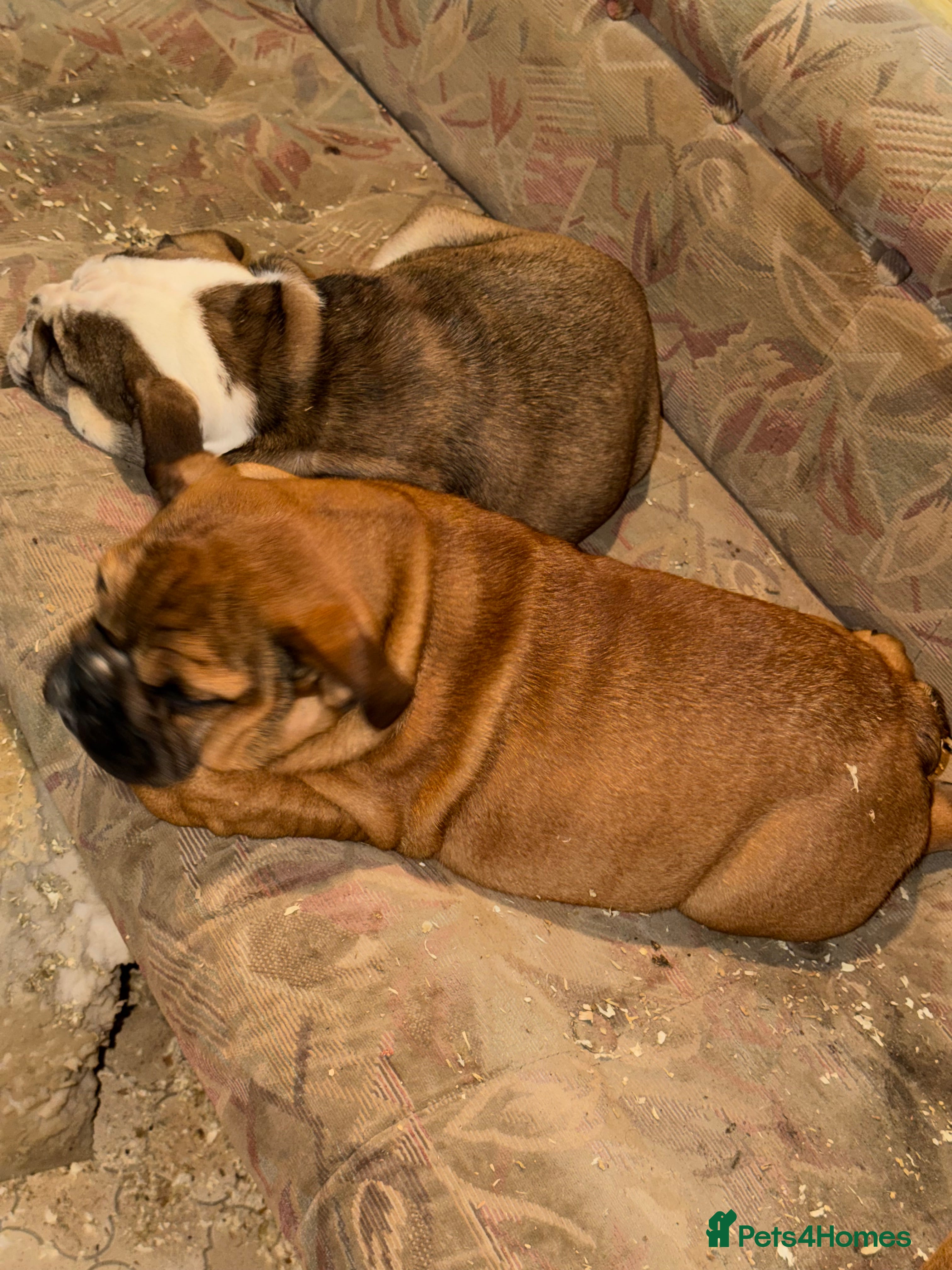 English Bulldog dogs English Bulldog Puppies - Pedigree colours! - Advert 19