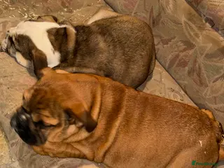 English Bulldog dogs English Bulldog Puppies - Pedigree colours! - Advert 19