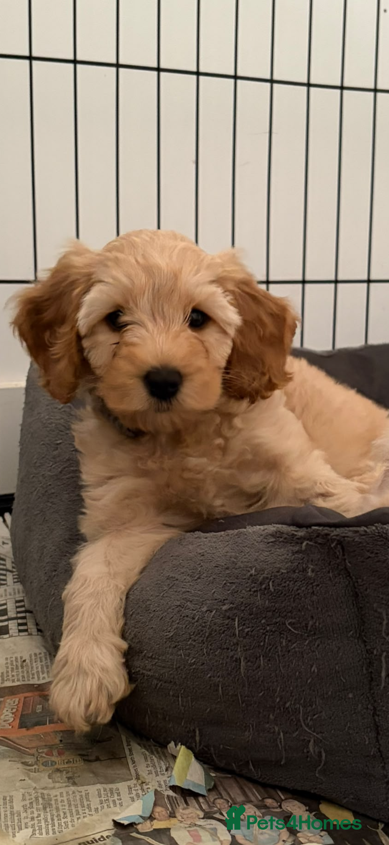 Mixed Breed dogs for sale: Beautiful Cavapoochon x puppies  - Advert 22