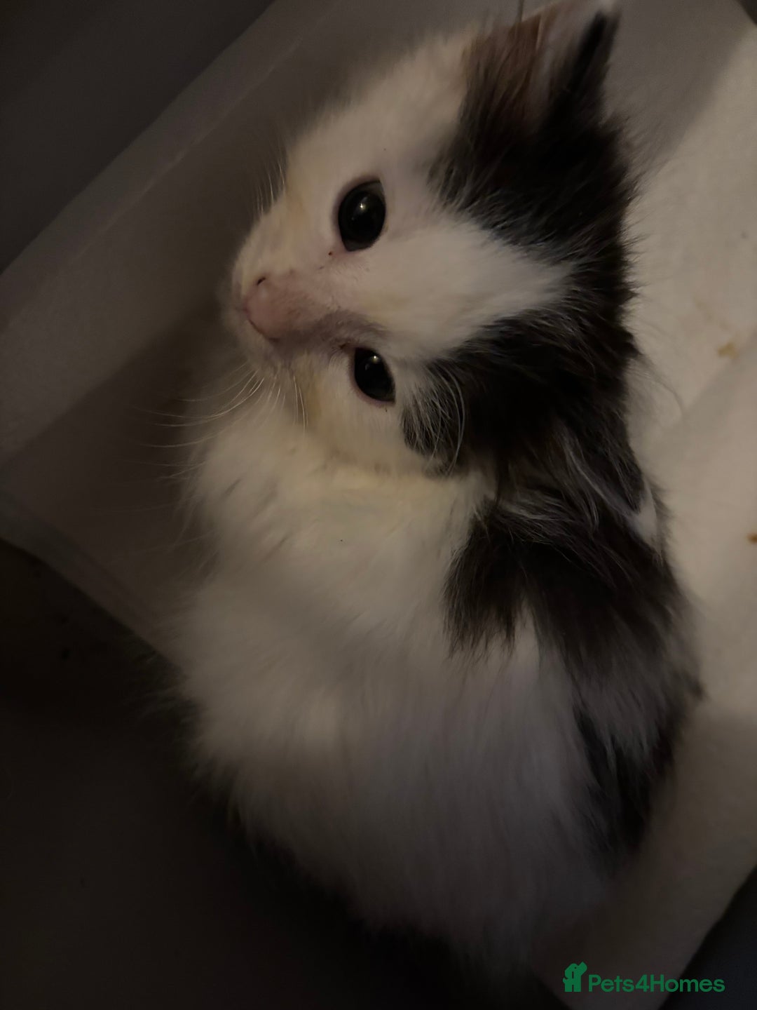 Mixed Breed cats for sale: Five semi long haired kittens available now - Advert 3