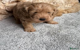 Cockapoo dogs for sale: F1B Cockapoo - Image 3