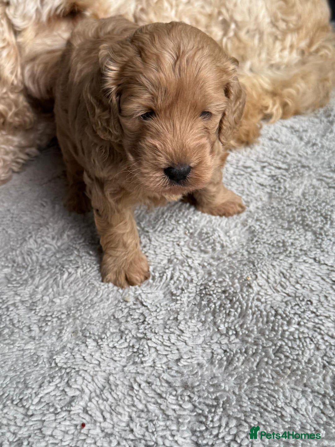 Cockapoo dogs for sale: F1B Cockapoo - Image 3