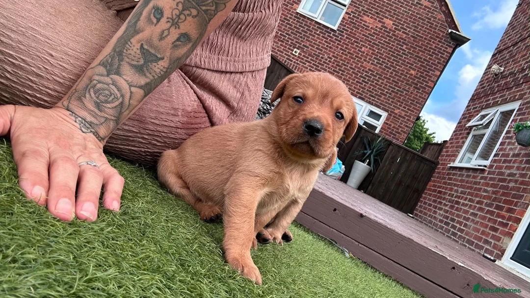 Labrador Retriever dogs for sale: Labrador puppies - Advert 1