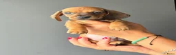 Miniature Dachshund dogs for sale: Miniature Smooth Dachshund Puppies  in Torquay - Advert 24