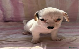 Chihuahua dogs for sale: Chihuahua cross King Charles  - Image 12