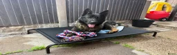 German Shepherd dogs for sale: Stunning kc male  - Advert 14