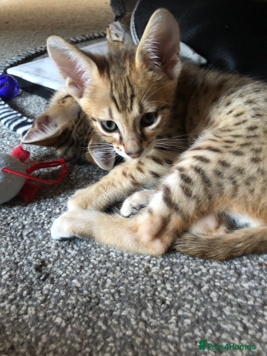 Savannah cats for sale: Beautiful full pedigree savannah kittens  - Image 17