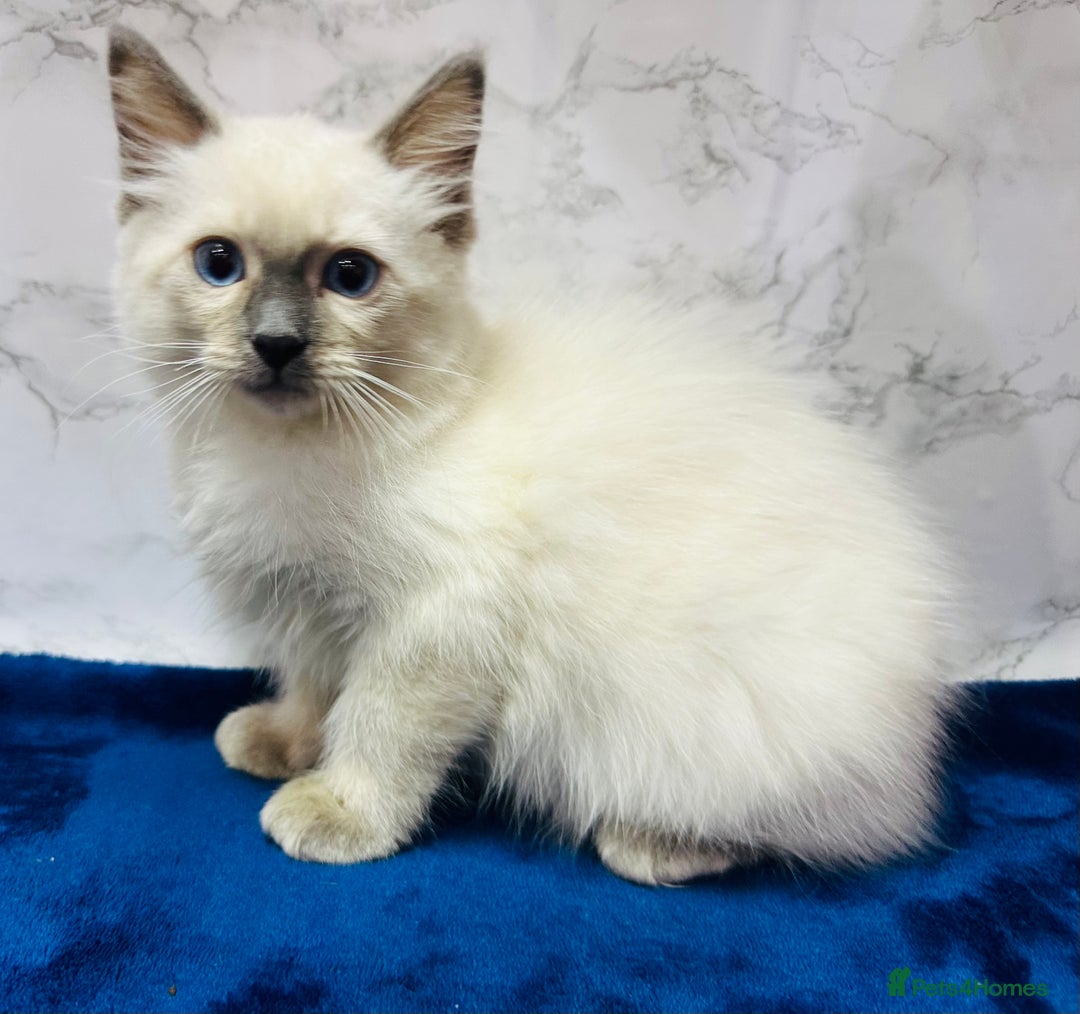 Ragdoll cats for sale: TICA Registered Magnificent Ragdoll kittens  - Image 29