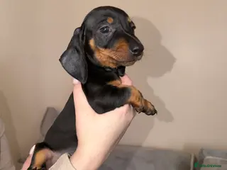 Miniature Dachshund dogs Miniature Dachshunds - Advert 1