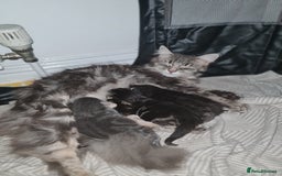 Maine Coon cats for sale: 3/4 main coon  - Image 11