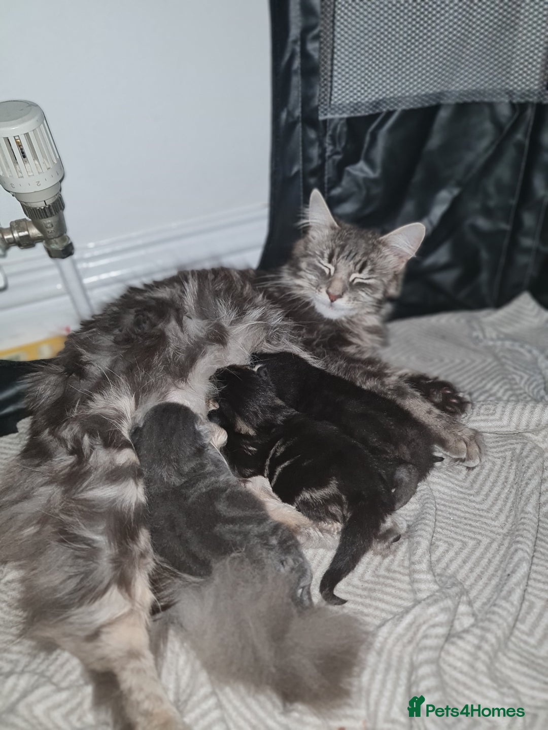 Maine Coon cats for sale: 3/4 main coon  - Image 11