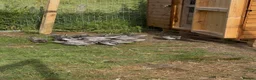 Chickens poultry for sale: Exhibition Rosecomb bantams in Newcastle upon Tyne - Advert 7