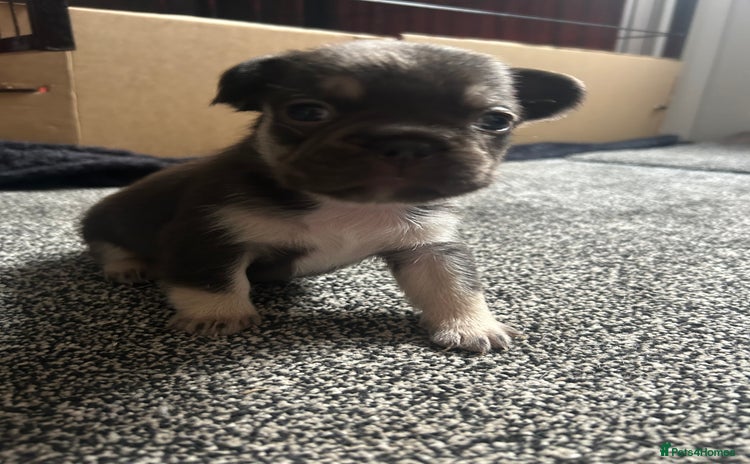 French Bulldog dogs - Advert 1