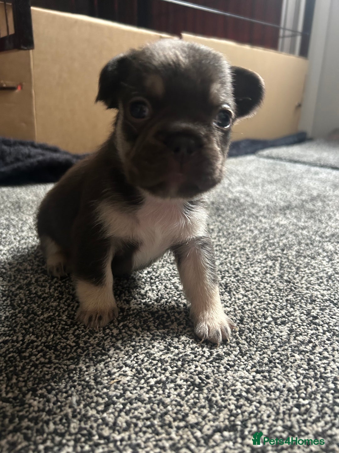 French Bulldog dogs for sale: French bulldog puppies  - Image 1